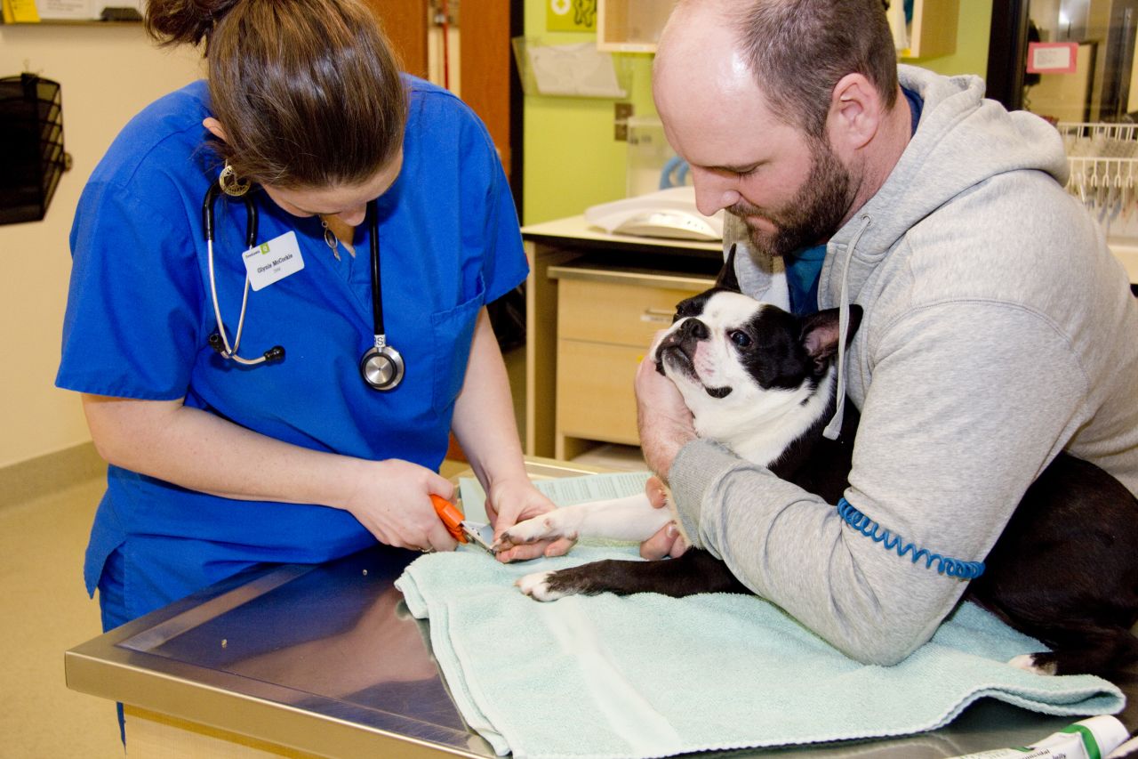 clinical research veterinarian jobs