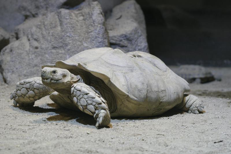 Hire Like the Tortoise | SmartRecruiters