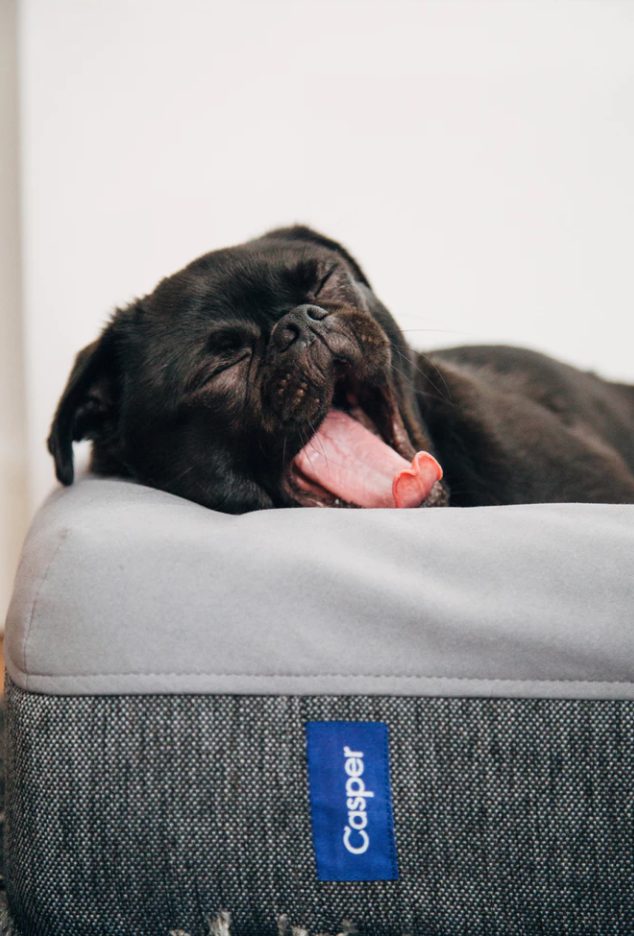 Yawning pug on mattress. 